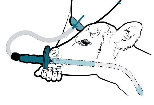Trusti Tuber drench - Image 3